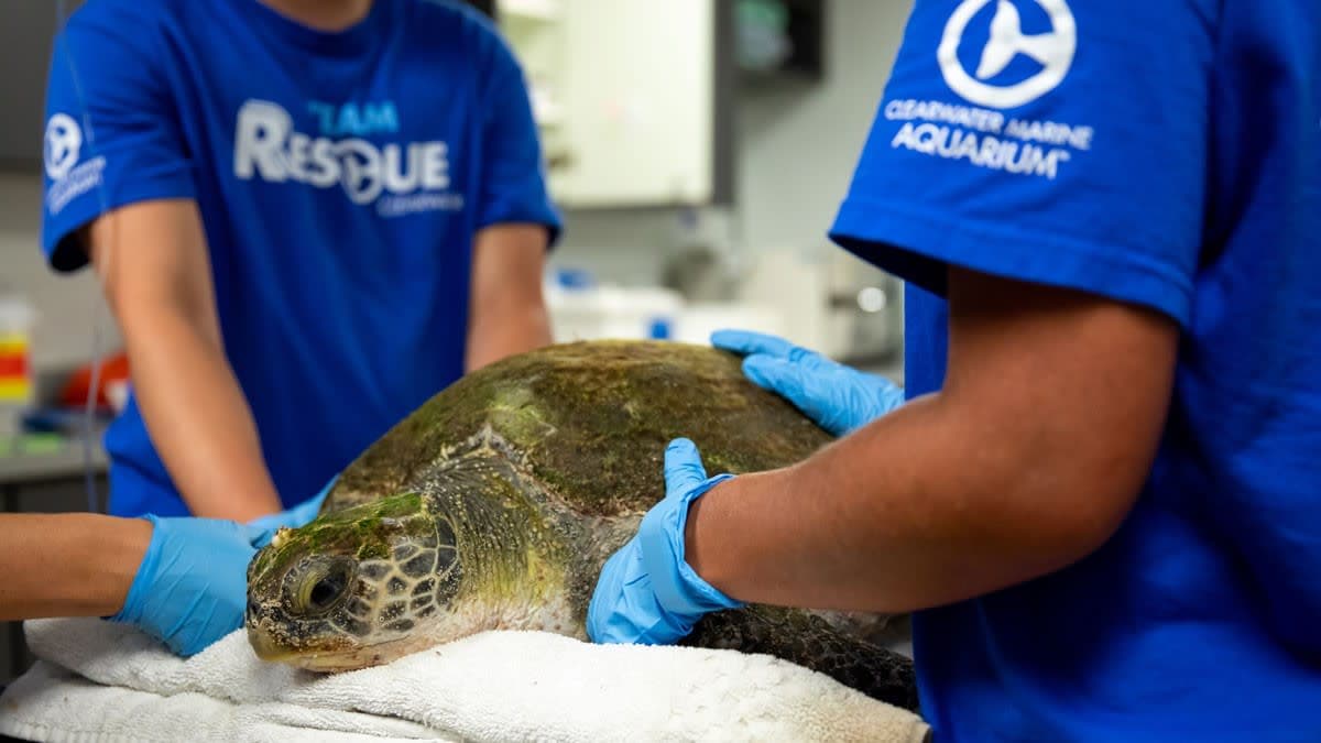 Clearwater Marine Aquarium Celebrates Sea Turtle Awareness Day