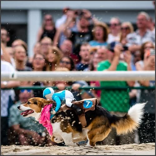 Tampa Bay Downs Corgi Derby
